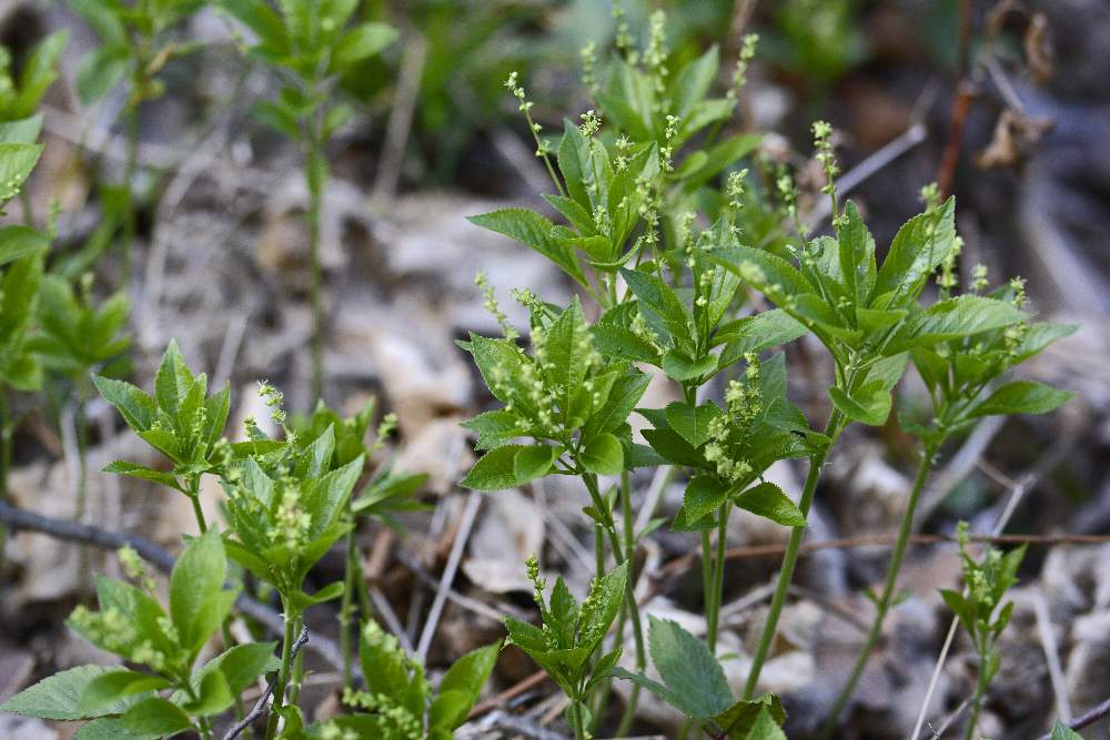 Mercurialis perennis / Mercorella bastarda